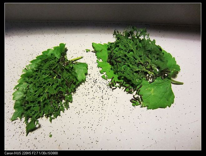 第8天(4月18日)量