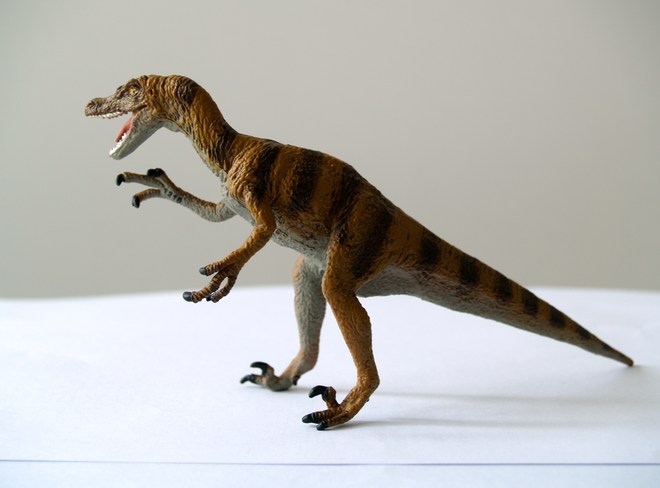 Velociraptor 伶