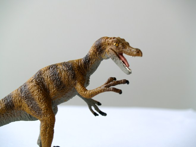 velociraptor 伶盗龙 -- 个子小速度快很凶恶的龙 - 小花生