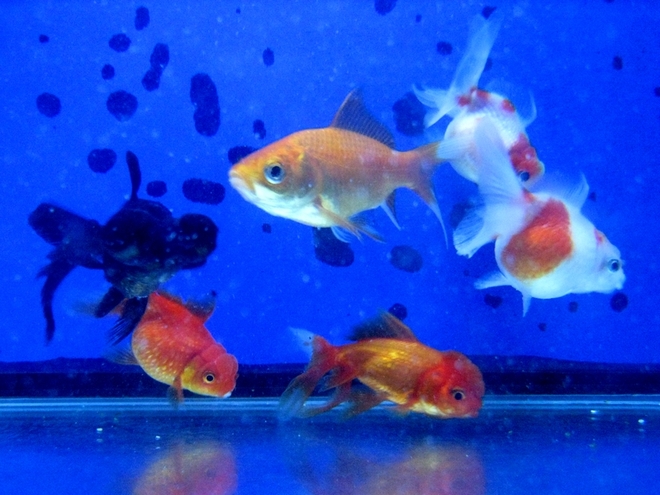 曬魚缸
