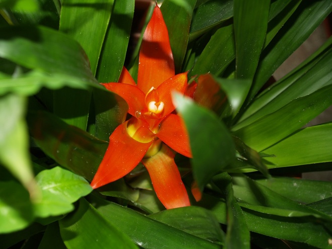 開花了