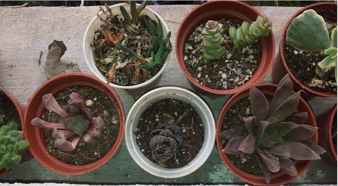 肉肉植物的近況，