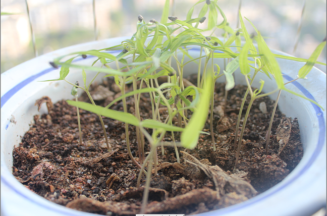 實(shí)驗(yàn)種植物，收獲