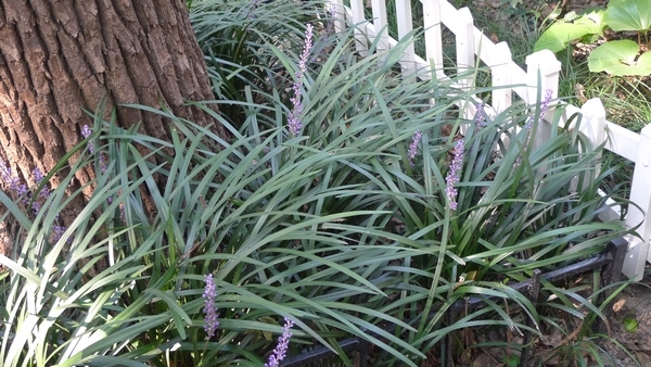 認(rèn)識植物（一）