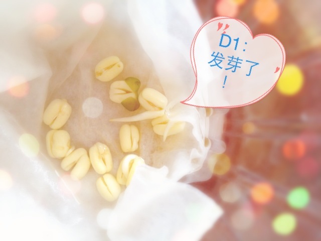 小豆芽成長(zhǎng)記