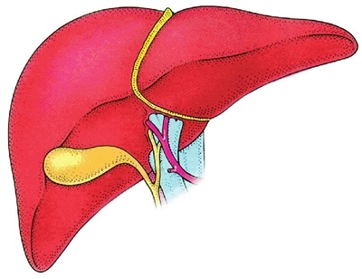 肝臟有毒素的<fon
