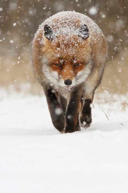 初雪