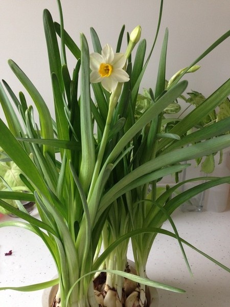 水仙花開(kāi)放
