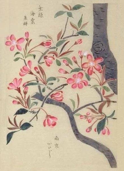 海棠