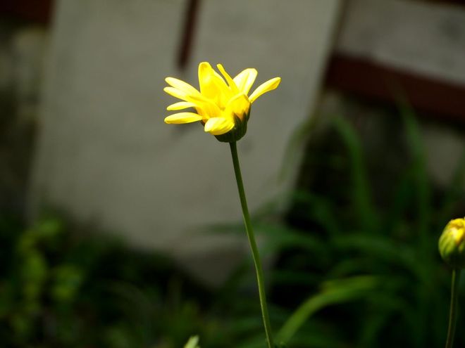 小黃花呀小黃花（