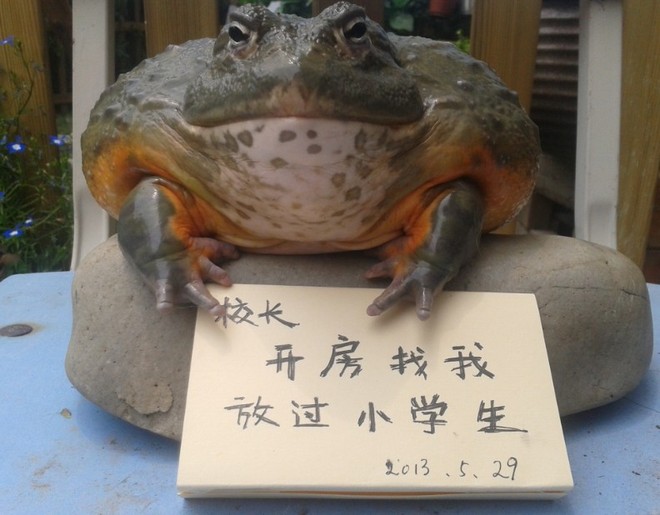 校長(zhǎng)，開(kāi)房找我，
