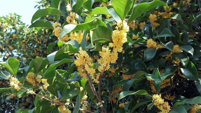 上海植物園賞桂游