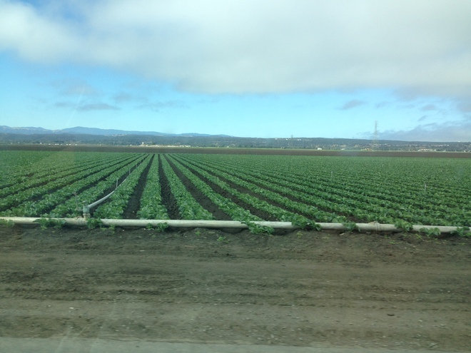 八、Pismo Beach 
