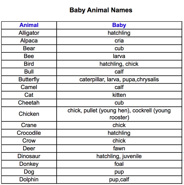 動物寶寶的名字英