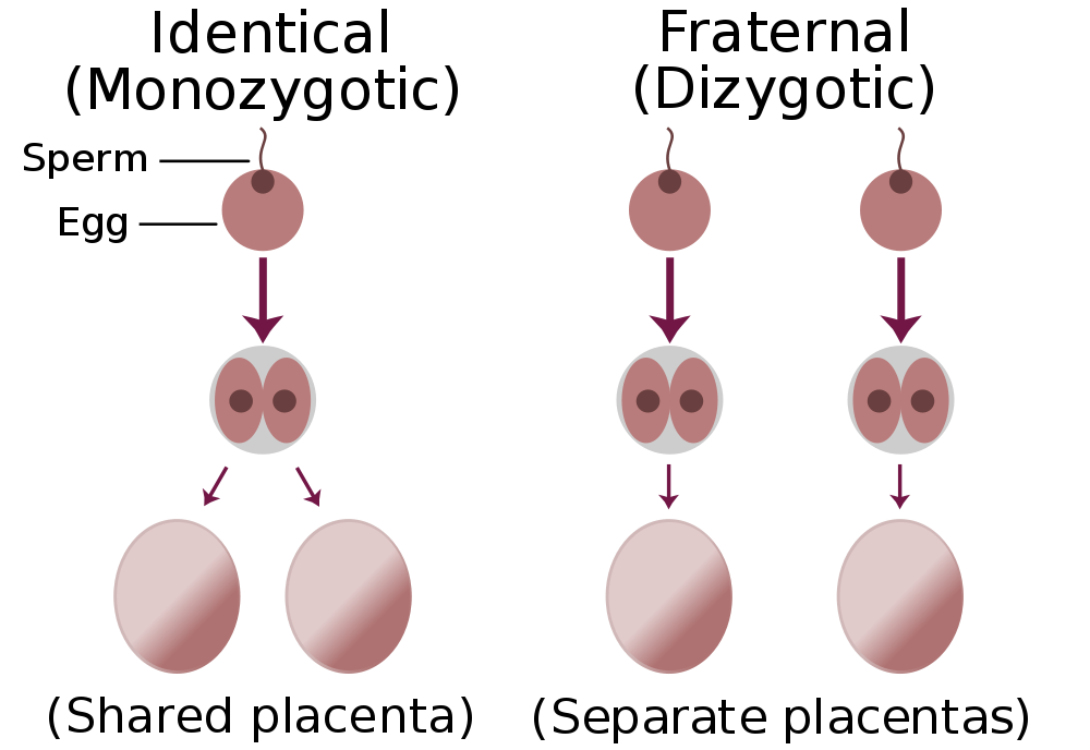 Raz I：two Make Twins 小花生 