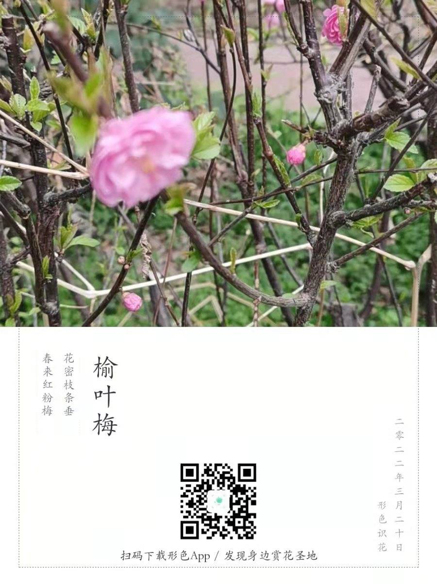 春分小區(qū)賞花