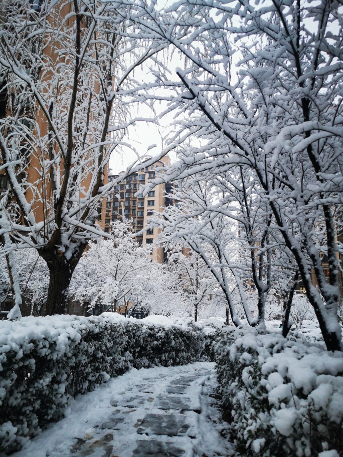 雪景