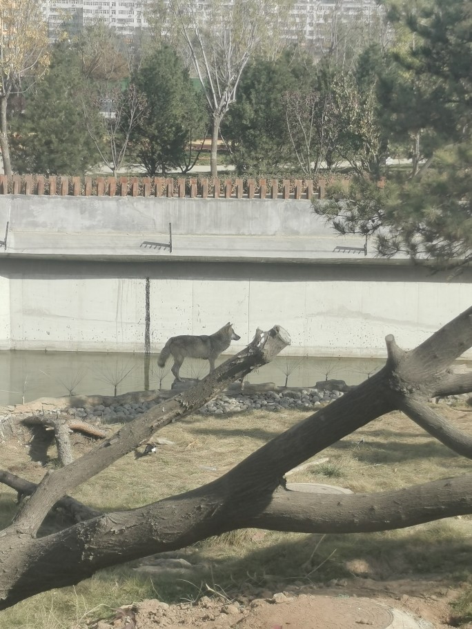 邊逛動物園邊學繪