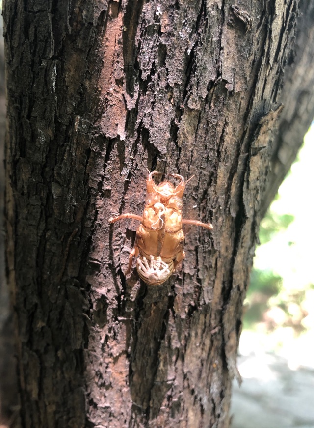初秋的奥森(花,果实,昆虫) - 小花生