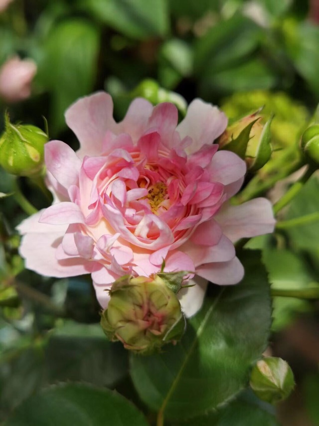 也来晒花花