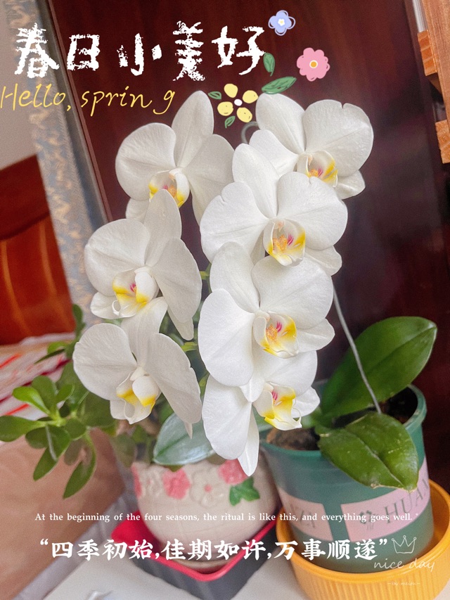 春天花花開