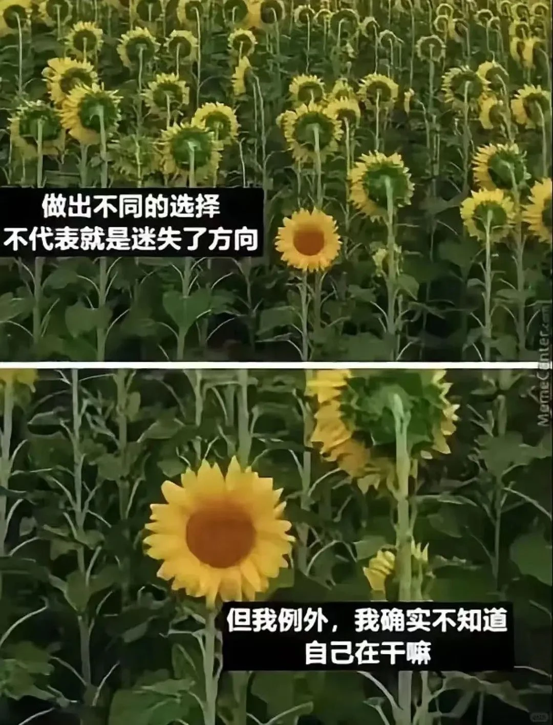 八上第三周:全力