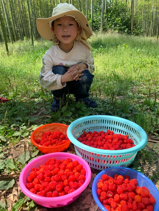 摘野草莓🍓