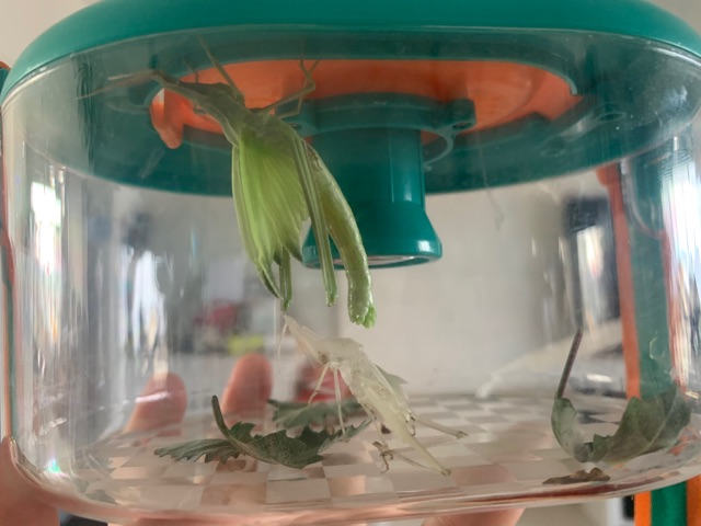 親眼看到昆蟲蛻皮