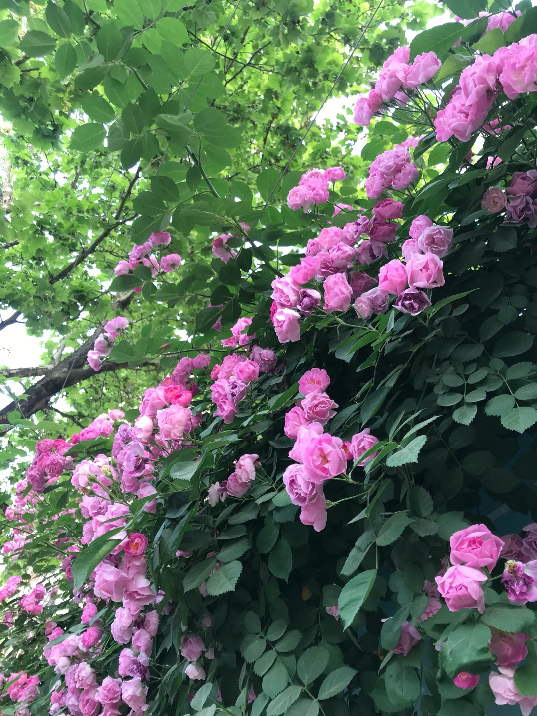 小朋友教我一首春