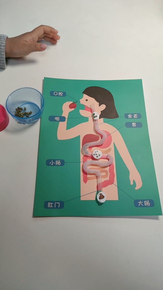 人体器官启蒙