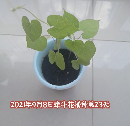 2021年9月8日播種