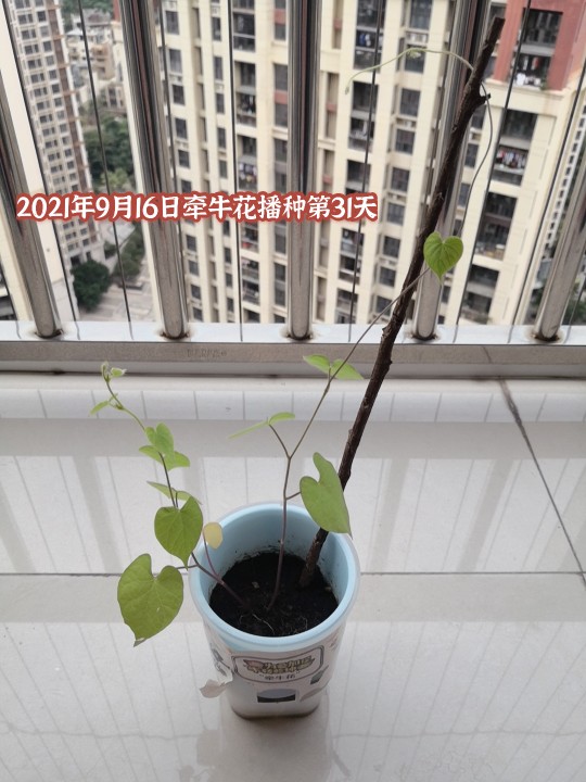 2021年9月16日播