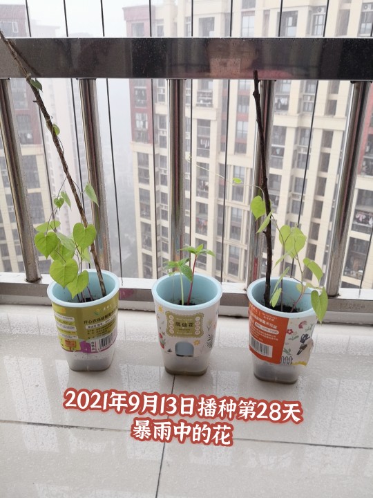 2021年9月13日播
