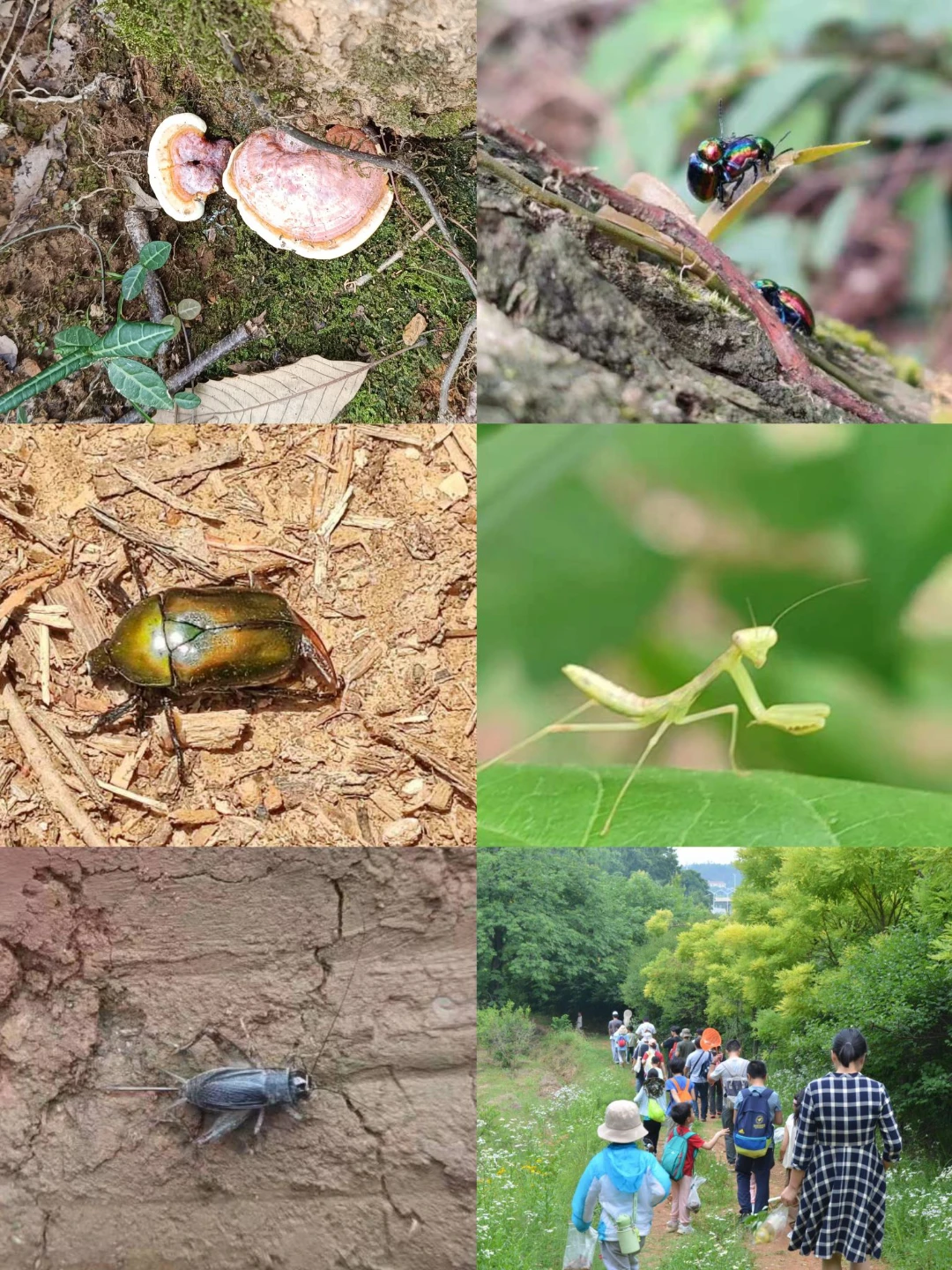 九峰森林公園帶娃