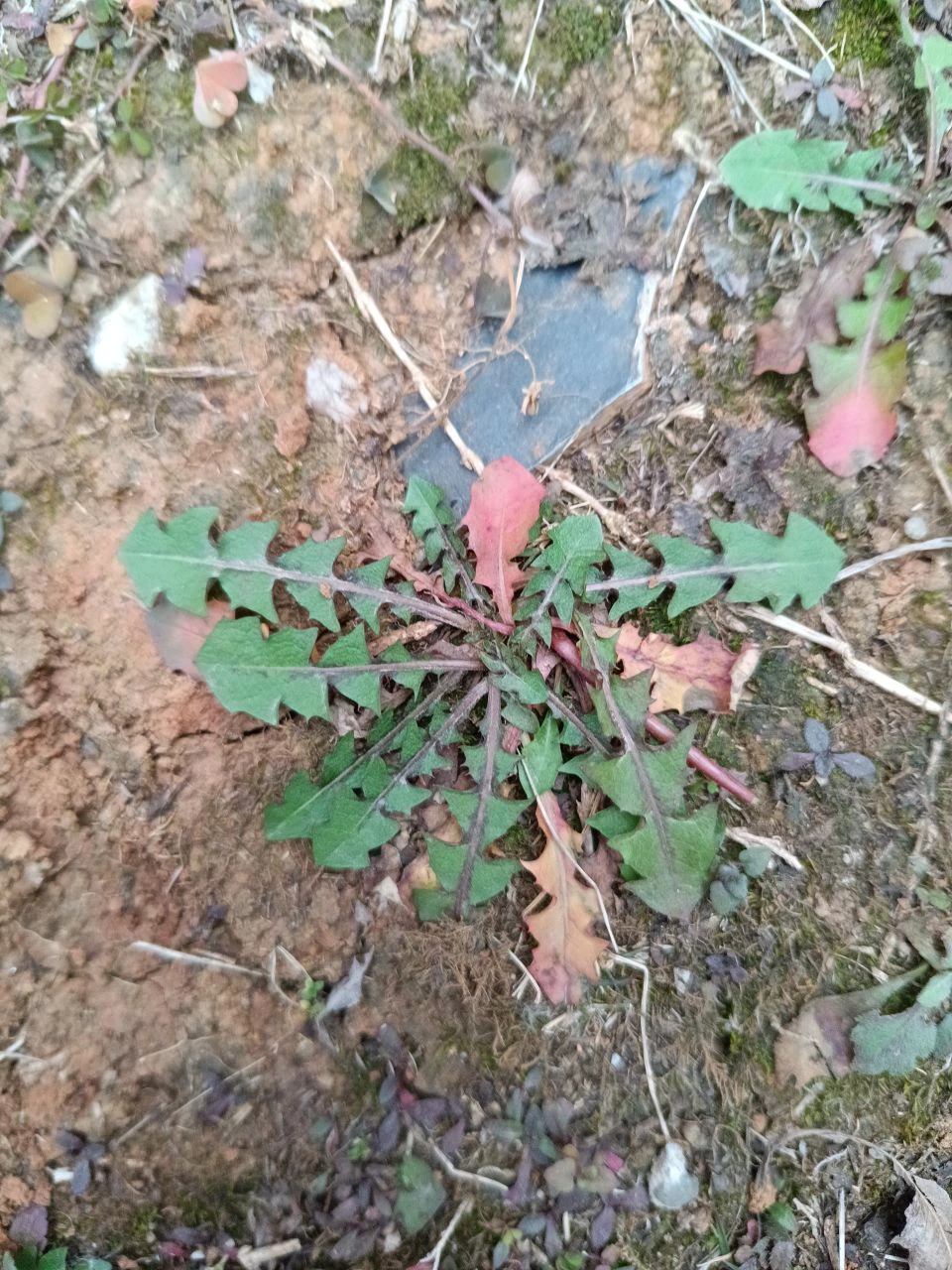 立春，和娃一起挖