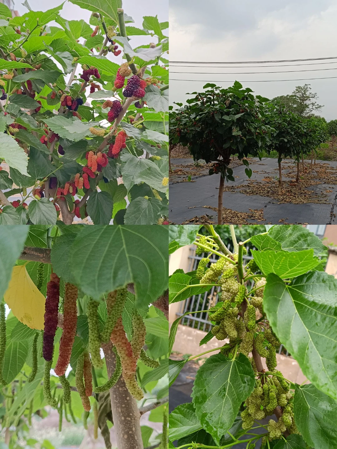 南湖摘桑葚記