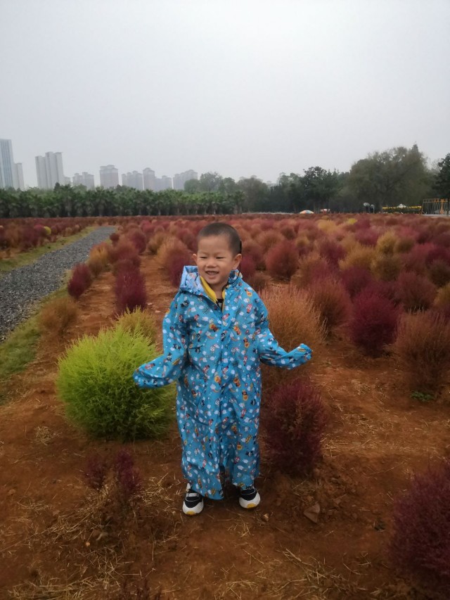 馬鞍山森林公園花