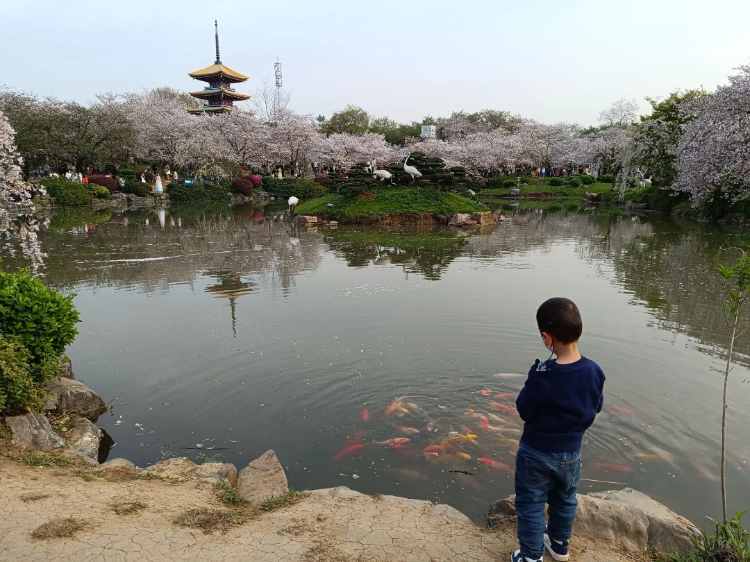 東湖櫻花園遛娃記