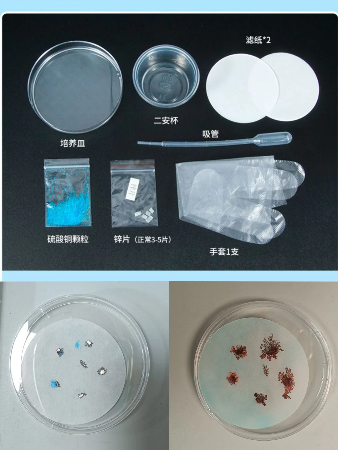 科学小实验，铁树