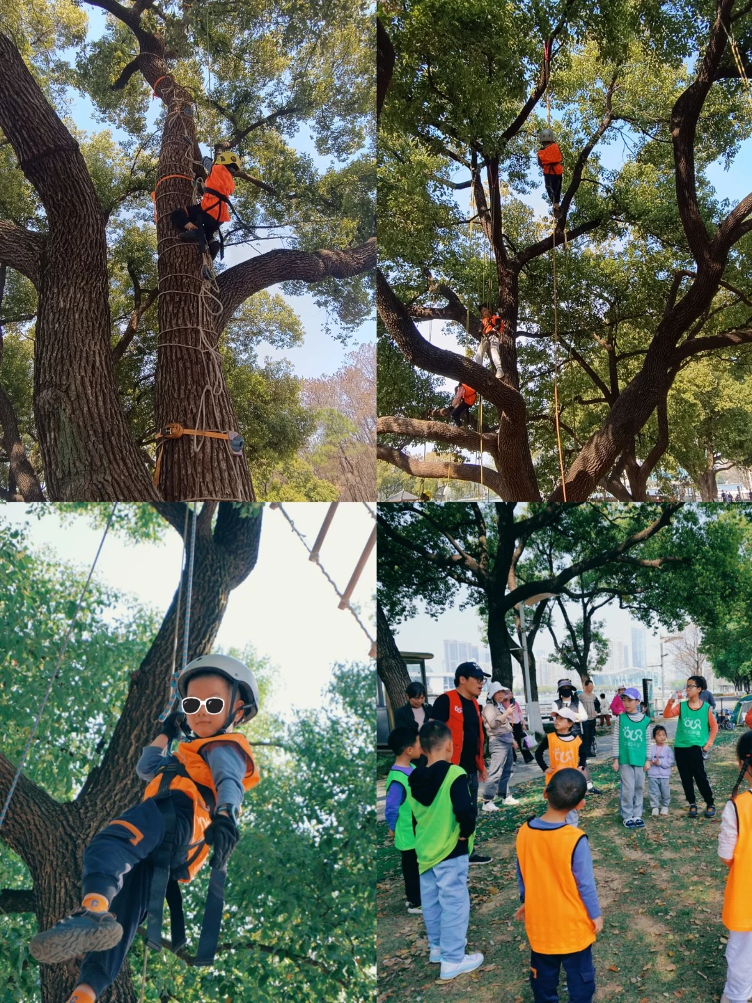 月湖公園，攀樹活