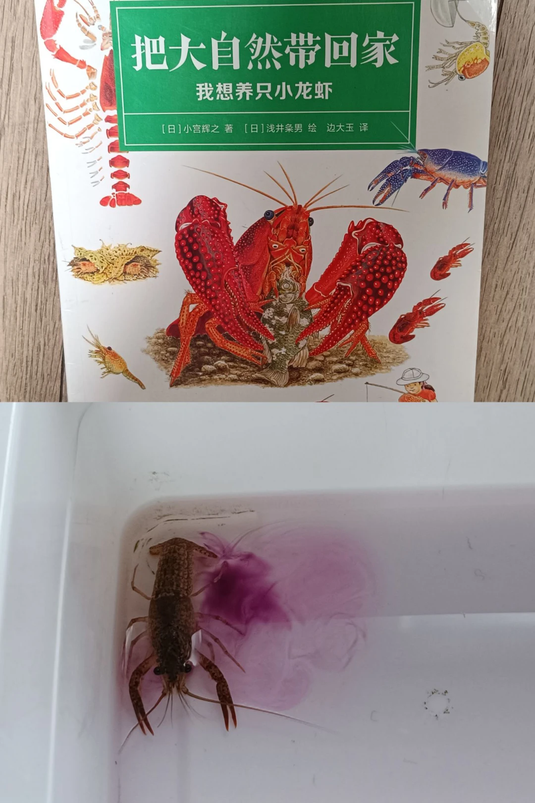 小龍蝦主題的學(xué)習(xí)