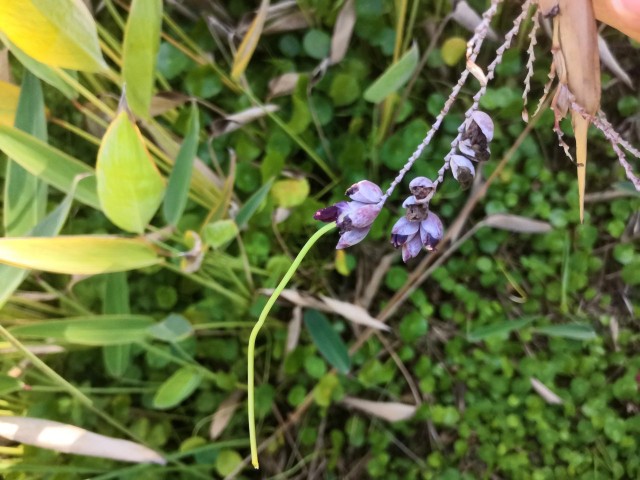 西苑公園植物大發(fā)