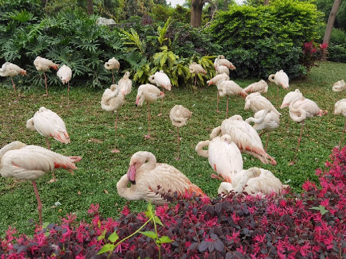 二刷飛鳥樂園