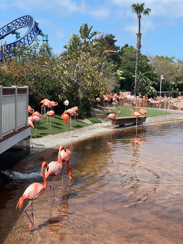 圣地亞哥海洋公園