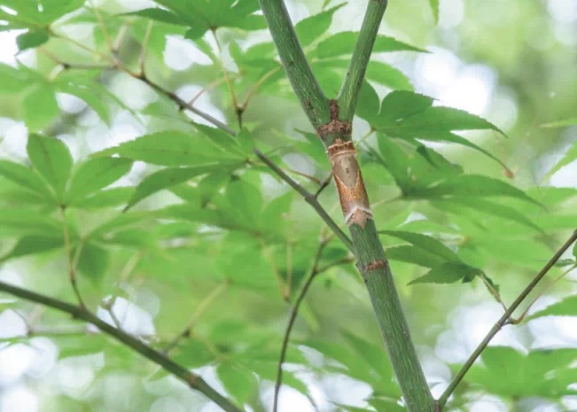 動物界的“偽裝者