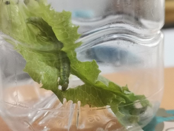 捉到一只菜粉蝶（