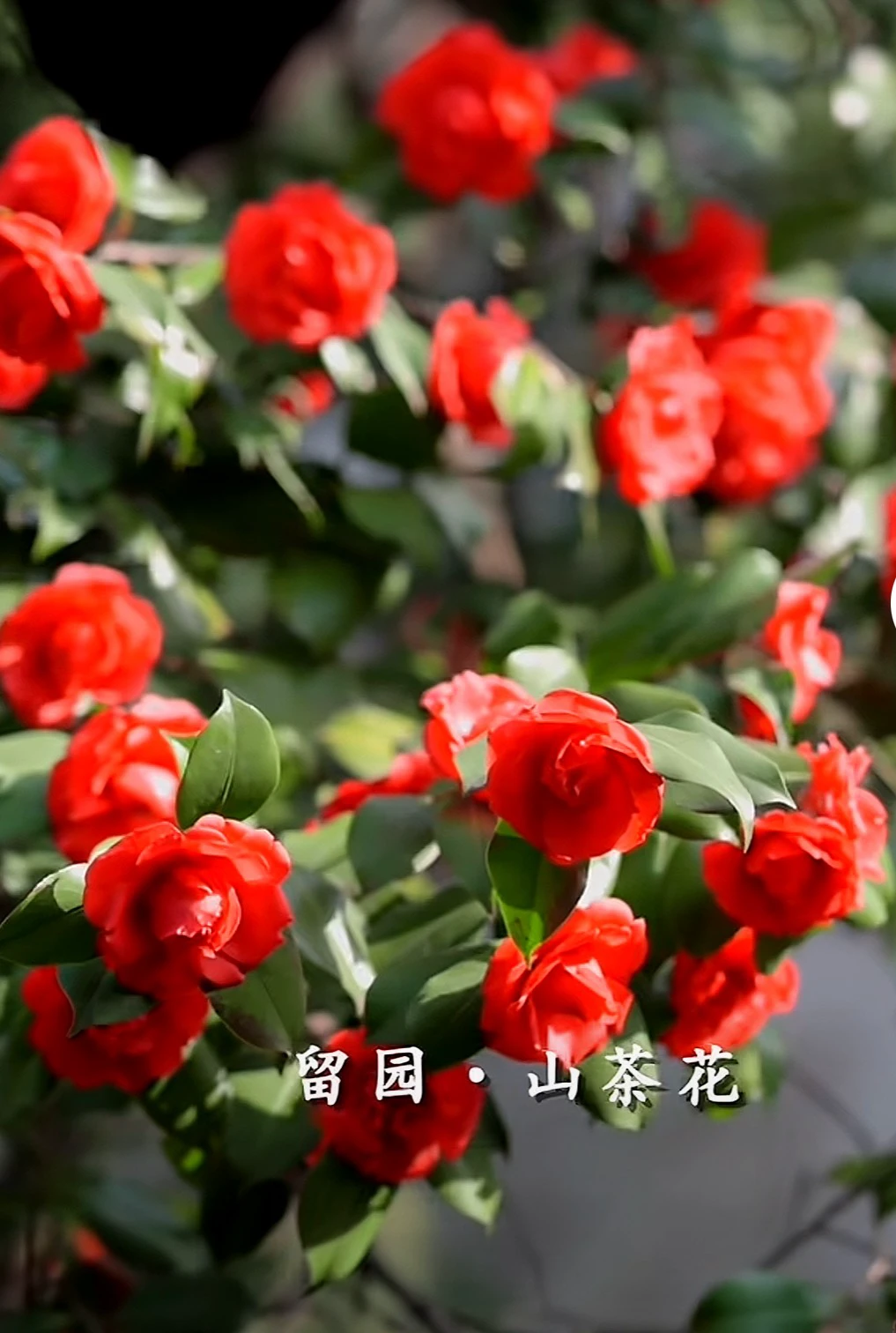 三月下江南之蘇州