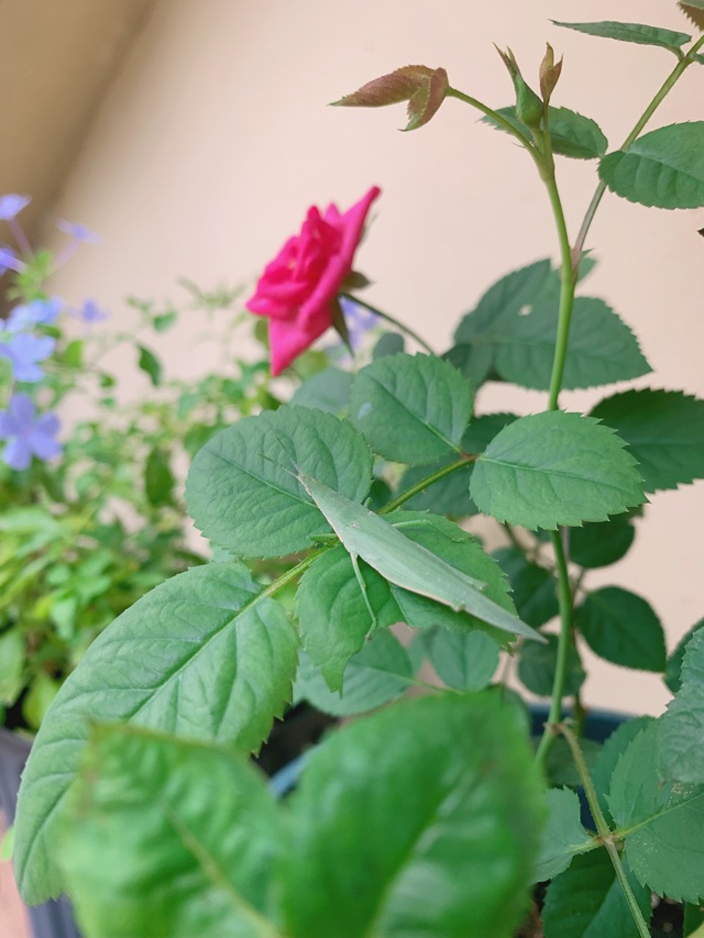 歐歐和麻麻的花園