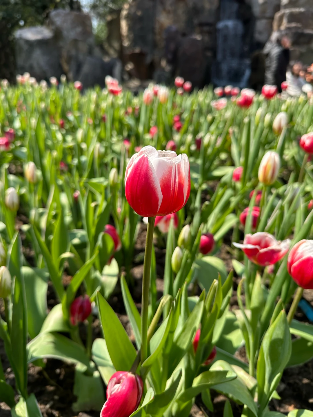 2.18上海植物園尋