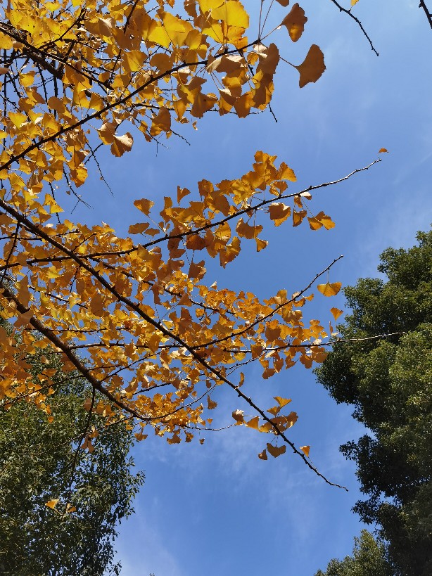 發(fā)點手機(jī)拍的秋景